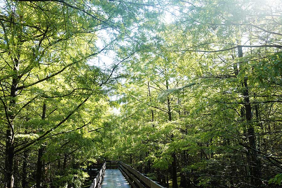  Six Mile Cypress Slough Preserve